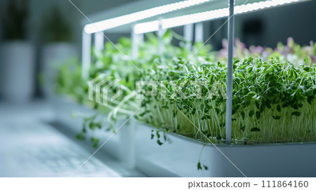AI-generated content. Fresh microgreens growing in planter, illuminated by a grow light 111864160