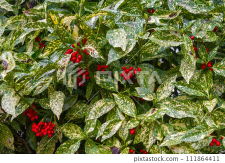 APANISCHE AUKUBE CROTONIFOLIA- AUKUBE CROTONIFOLIA APANISCHE AUKUBE CROTONIFOLIA- AUKUBE CROTONIFOLIA 111864411