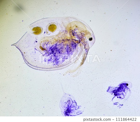 insect under a microscope insect under a microscope 111864422