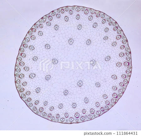 life under a microscope life under a microscope 111864431