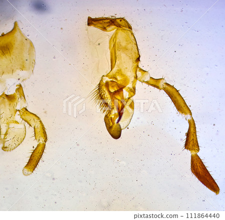 insect under a microscope insect under a microscope 111864440