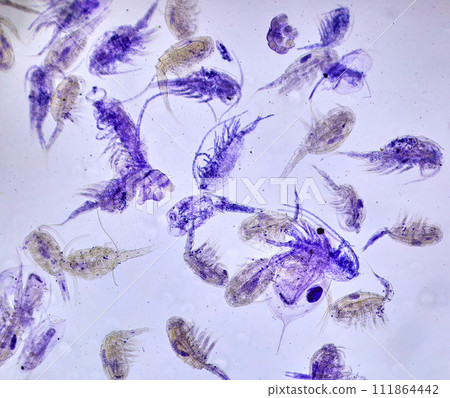 insect under a microscope insect under a microscope 111864442