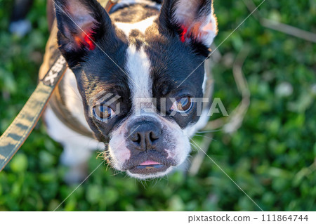 波士頓梗 111864744