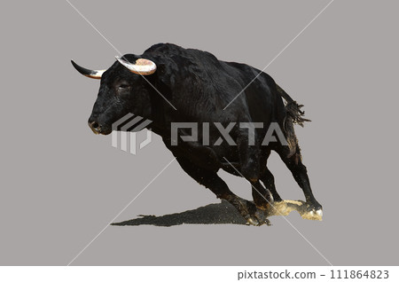 a black bull with big horns in a traditional spectacle of bullfight in spain a black bull with big horns in a traditional spectacle of bullfight in spain 111864823