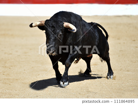 black bull with big horns in spain 111864895