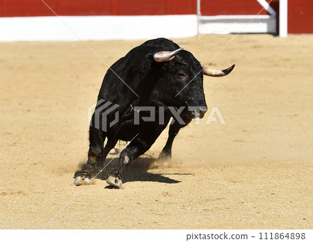 black bull with big horns in spain black bull with big horns in spain 111864898