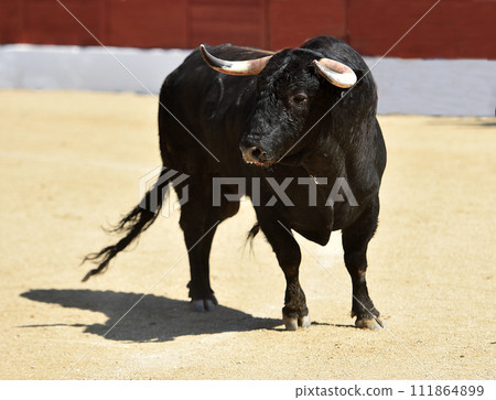 black bull with big horns in spain 111864899
