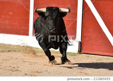 bull in spain in a traditional spectacle of bullfight 111865055