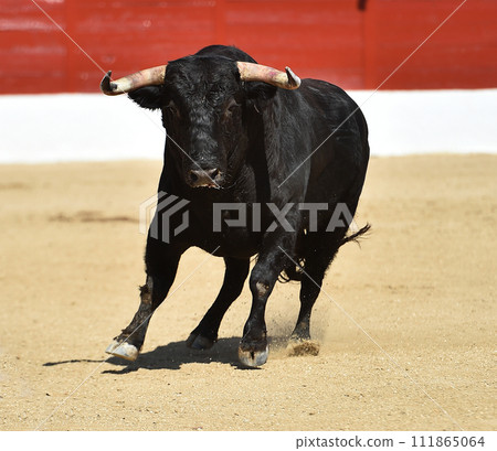bull in spain in a traditional spectacle of bullfight bull in spain in a traditional spectacle of bullfight 111865064