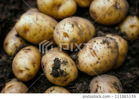 AI-generated content. Organic potatoes with soil, freshly dug from the earth, depicting natural farming and the harvest of root vegetables 111865139