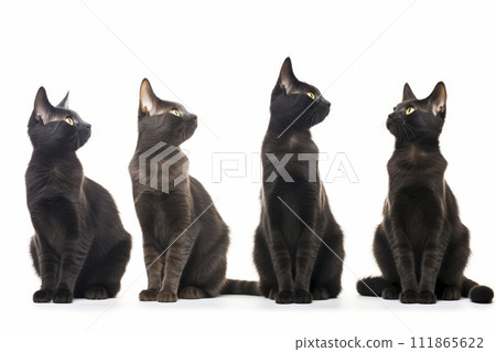 AI-generated content. Sequential Black Cats Gazing Upwards 111865622