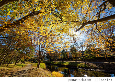 Autumn leaves at Kohoku New Town/Ohara Minemichi Park 111866163
