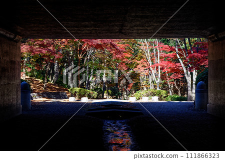 Picture frame autumn leaves of Yokohama, Kohoku new town Picture frame autumn leaves of Yokohama, Kohoku new town 111866323