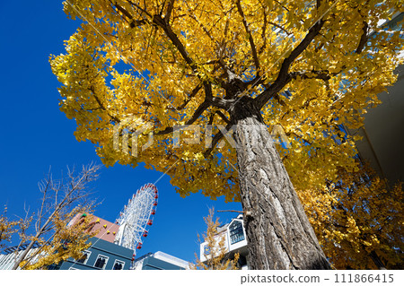 Yellow leaves of ginkgo tree north of Kohoku New Town Center, Yokohama Yellow leaves of ginkgo tree north of Kohoku New Town Center, Yokohama 111866415