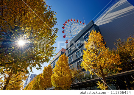 Yellow leaves of ginkgo tree north of Kohoku New Town Center, Yokohama Yellow leaves of ginkgo tree north of Kohoku New Town Center, Yokohama 111866434