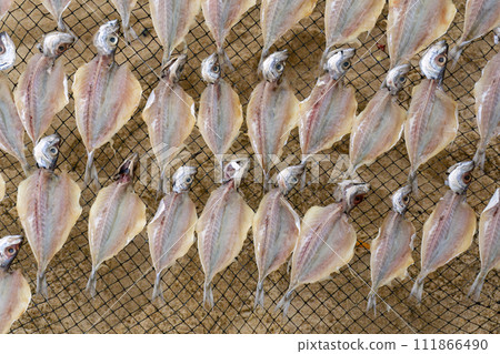 Gutted fish is dried on a metal mesh background 111866490