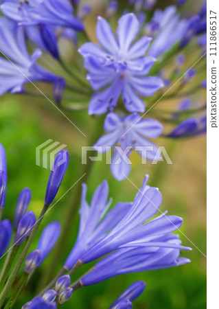 Lilac inflorescences of African Agapanthus in the garden Lilac inflorescences of African Agapanthus in the garden 111866517