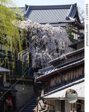 Weeping cherry blossoms blooming on Ninenzaka in Kyoto Weeping cherry blossoms blooming on Ninenzaka in Kyoto 111866646