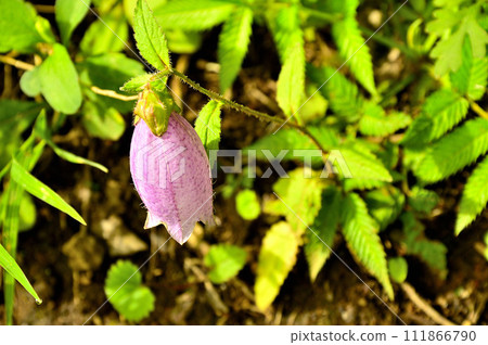 道志山地塊的石割山、山螢袋 道志山地塊的石割山、山螢袋 111866790