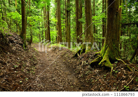 道志山森林立之塚路線登山路線 道志山森林立之塚路線登山路線 111866793