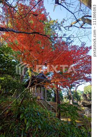 Autumn leaves at the temple south of Kohoku New Town Center, Yokohama Autumn leaves at the temple south of Kohoku New Town Center, Yokohama 111866863