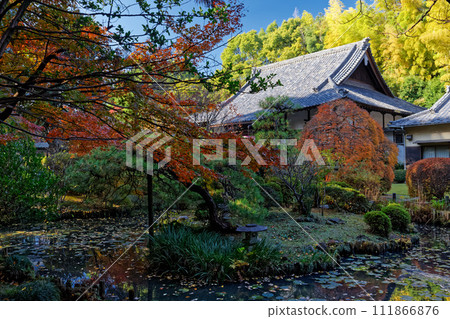 Autumn leaves at the temple south of Kohoku New Town Center, Yokohama 111866876