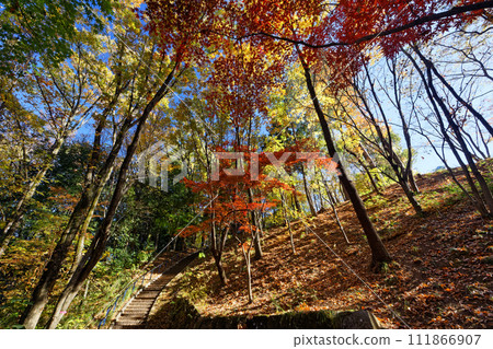 Autumn leaves in Yokohama, Kohoku New Town, and Tsuzuki Central Park 111866907