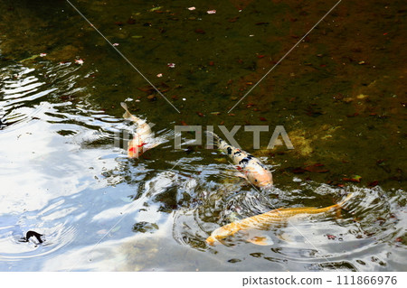 Carp of a pond Carp of a pond 111866976