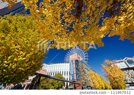 Yellow leaves of ginkgo tree north of Kohoku New Town Center, Yokohama Yellow leaves of ginkgo tree north of Kohoku New Town Center, Yokohama 111867012