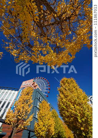 Yellow leaves of ginkgo tree north of Kohoku New Town Center, Yokohama Yellow leaves of ginkgo tree north of Kohoku New Town Center, Yokohama 111867013