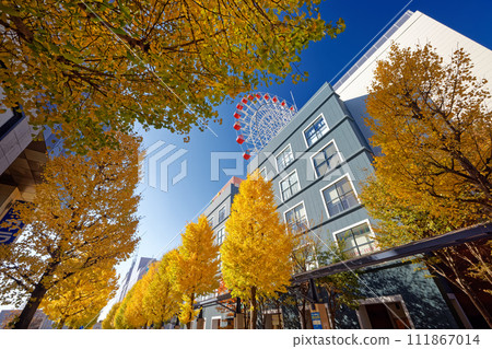 Yellow leaves of ginkgo tree north of Kohoku New Town Center, Yokohama Yellow leaves of ginkgo tree north of Kohoku New Town Center, Yokohama 111867014