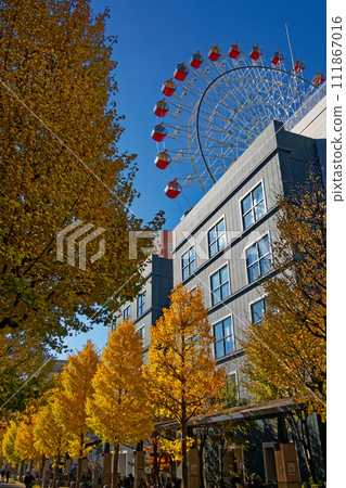 Yellow leaves of ginkgo tree north of Kohoku New Town Center, Yokohama Yellow leaves of ginkgo tree north of Kohoku New Town Center, Yokohama 111867016