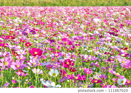 [A cosmos field that spreads all over] Photo location: Oshita, Kinpo-cho, Minamisatsuma City, Kagoshima Prefecture 111867020