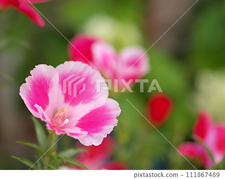 Godetia flower close-up 111867489