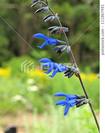 Galanity鼠尾草花 111867491