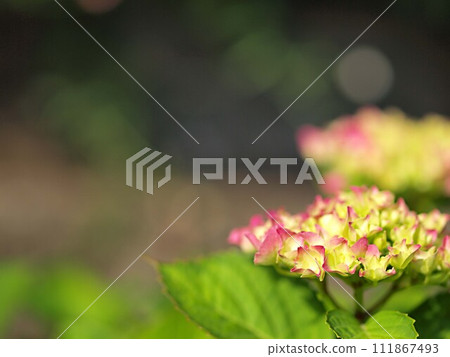 繡球花與複製空間 111867493
