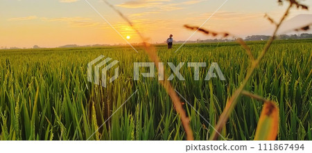 the beauty of rice farming in the summer afternoon in the East Java region of South Asia 111867494