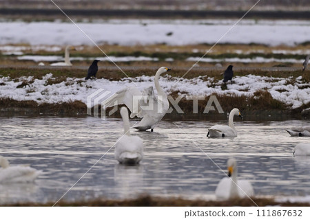 苔原天鵝 苔原天鵝 111867632