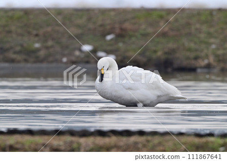 Tundra swan 111867641