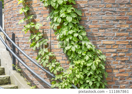 Hops involved in the silo Takino Suzuran Hills Park Sapporo City Hops involved in the silo Takino Suzuran Hills Park Sapporo City 111867861