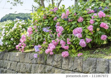 Hydrangea Usu Zenkoji Temple Date City, Hokkaido 111867872