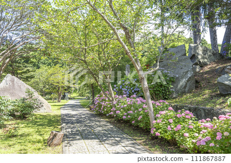 繡球花 有珠善光寺 北海道伊達市 繡球花 有珠善光寺 北海道伊達市 111867887