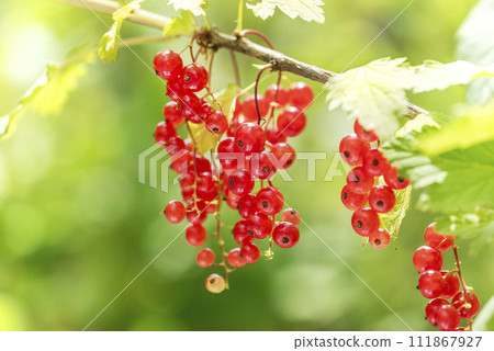 札幌果核 111867927