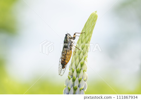 Ezoharu cicada perched on lupine, Sapporo City 111867934