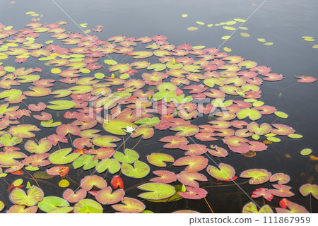 Pygmy water lily Shizukari Marsh Oshamambe Town 111867959