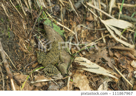 Protective colored frog setana town Protective colored frog setana town 111867967