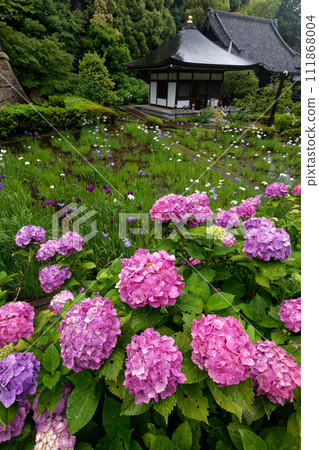 Hydrangea temple south of Kohoku New Town Center in the rain Hydrangea temple south of Kohoku New Town Center in the rain 111868004