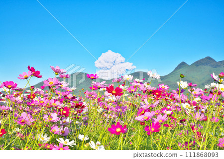 【櫻島的火山煙霧和遍佈的波斯菊】拍攝地點：鹿兒島縣南薩摩市金浦町大下 111868093