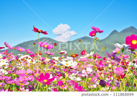 [Sakurajima's volcanic smoke and a cosmos field that spreads all over] Photo location: Oshita, Kinpo-cho, Minamisatsuma City, Kagoshima Prefecture 111868094