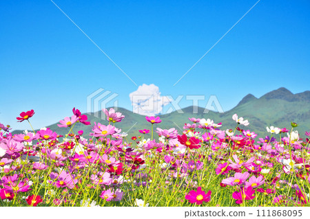 [Sakurajima's volcanic smoke and a cosmos field that spreads all over] Photo location: Oshita, Kinpo-cho, Minamisatsuma City, Kagoshima Prefecture 111868095